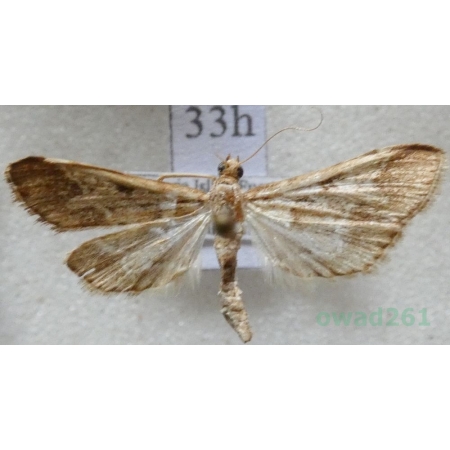 Duponchelia fovealis Zeller, 1847 Spain, Canary Is33h